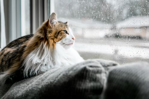 Toi Roi Xa Em Nguyen Si Kha • Rainy Day Memories • 2023